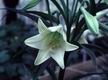 easter lily flower